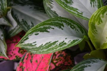 Aglaonema 'Leprechaun'