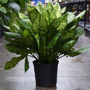 Aglaonema 'Lumina'