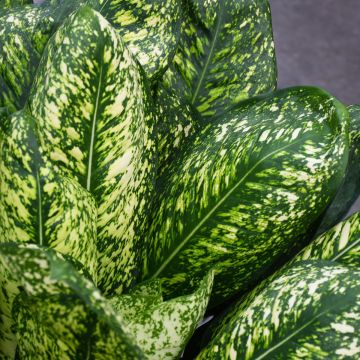 Aglaonema 'Lumina'