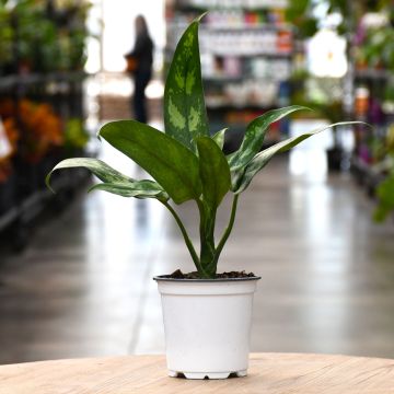 Aglaonema Maria