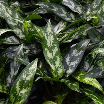 Aglaonema Maria