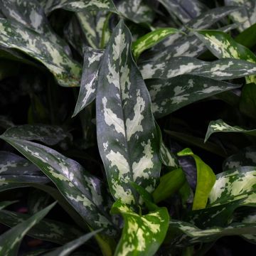 Aglaonema Commutatum 'Maria Emerald Beauty'