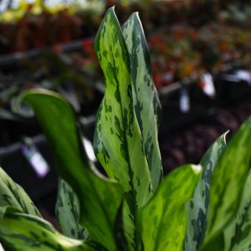 Aglaonema 'Miss Juliet'