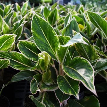 Aglaonema 'Pink Siam'