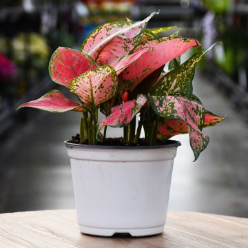 Aglaonema 'Gerten Grown'