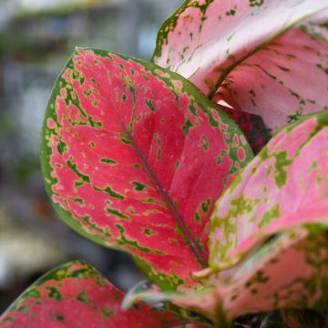 Aglaonema 'Gerten Grown'