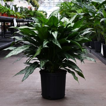 Aglaonema 'Romeo'