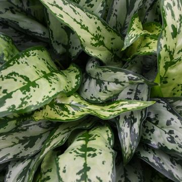 Aglaonema 'Romeo'