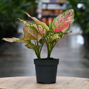 Aglaonema 'Ruby Ray'