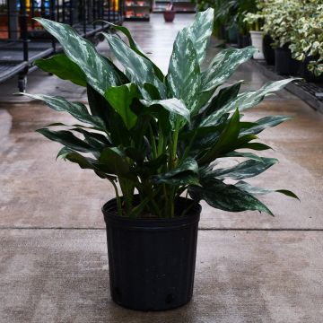 Aglaonema 'Shades'