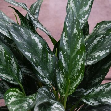 Aglaonema 'Shades'