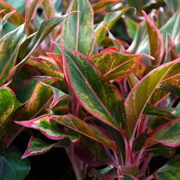 Aglaonema 'Siam'