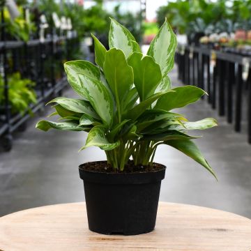 Aglaonema 'Premium'