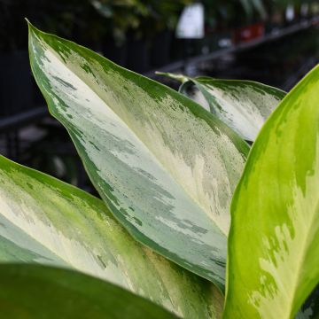 Aglaonema 'Silverado'