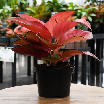 Aglaonema 'Thailand Red'