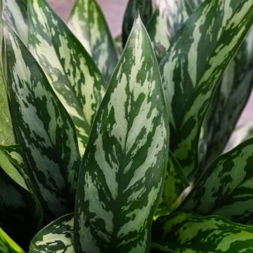 Aglaonema 'Tigress'