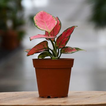 Aglaonema 'Valentine'