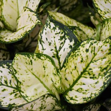 Aglaonema Commutatum 'Pearls'