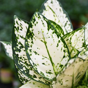 Aglaonema Commutatum 'Pearls'