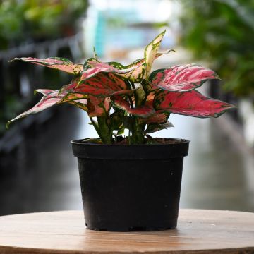 Aglaonema 'Very Red'