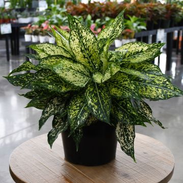 Aglaonema 'Wintry Winehouse'