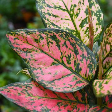 Aglaonema 'Wishes'