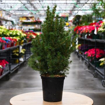 Spruce 'Alberta'