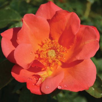 Rosa, Shrub Rose, 'Easy Elegance® All the Rage'