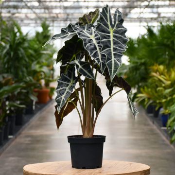 Alocasia Amazonica, Elephant Ear 'Polly'