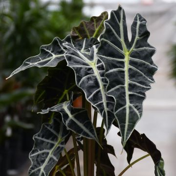 Alocasia Amazonica 'Polly'