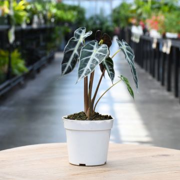 Alocasia Amazonica, Elephant Ear 'Bambino'