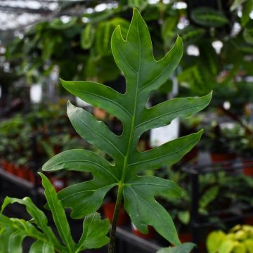 Alocasia Brancifolia