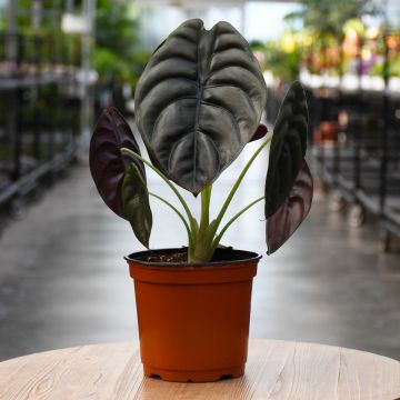 Alocasia Cuprea, Elephant Ear