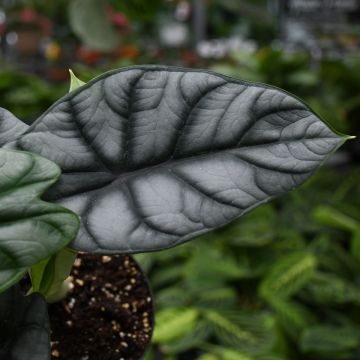 Alocasia Baginda 'Dragon Scale'