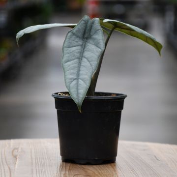 Alocasia Heterophylla, Elephant Ear 'Dragon's Breath'