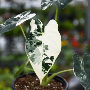 Alocasia Micholitziana 'Frydek' Variegated