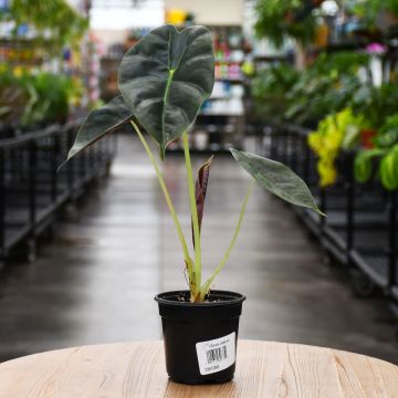 Alocasia, Elephant Ear 'Golden Bone'