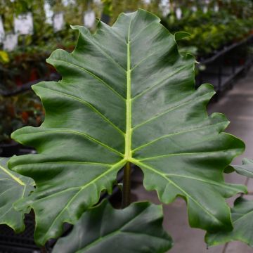 Alocasia 'Golden Dragon'