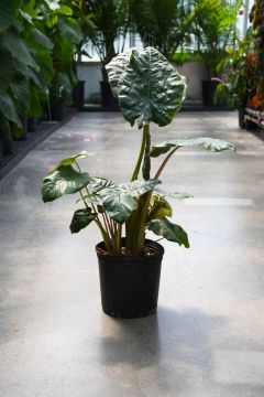 Alocasia, Elephant Ear 'Green Leaf'