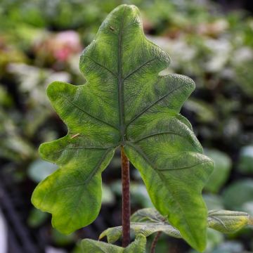 Alocasia Sulawesi 'Jacklyn'