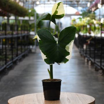 Alocasia, Elephant Ear 'Mickey Mouse'