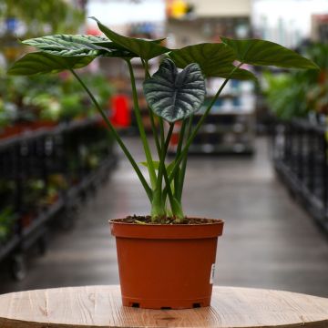 Alocasia Sinuata, Elephant Ear 'Quilted Dreams'