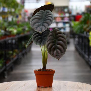 Alocasia Cuprea, Elephant Ear 'Red Secret'