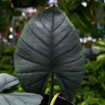 Alocasia Reginae