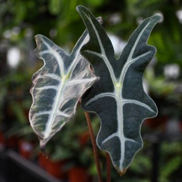 Alocasia Sanderiana 'Nobilis'