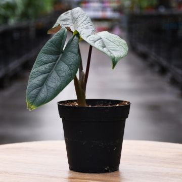 Alocasia Scalprum