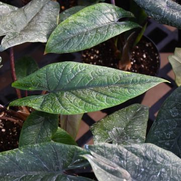 Alocasia Scalprum