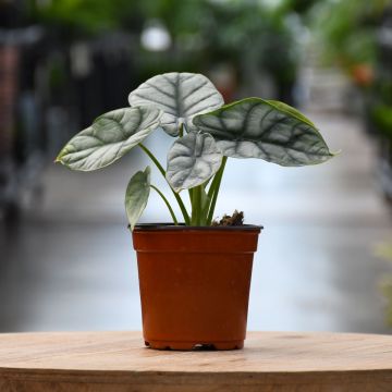 Alocasia Baginda, Elephant Ear 'Silver Dragon'