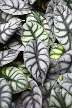 Alocasia Baginda, Elephant Ear 'Silver Dragon'