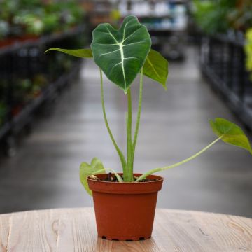 Alocasia Micholitziana, Elephant Ear 'Velvet Elvis'